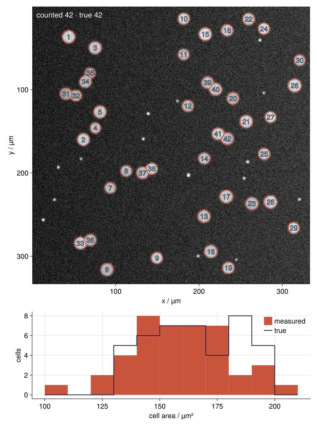 Synthetic fluorescence image of 42 cells, each outlined in red and numbered, touching pairs cut into two outlines. Below: histogram of cell areas in square micrometers, measured filled in red, true as a dark outline.