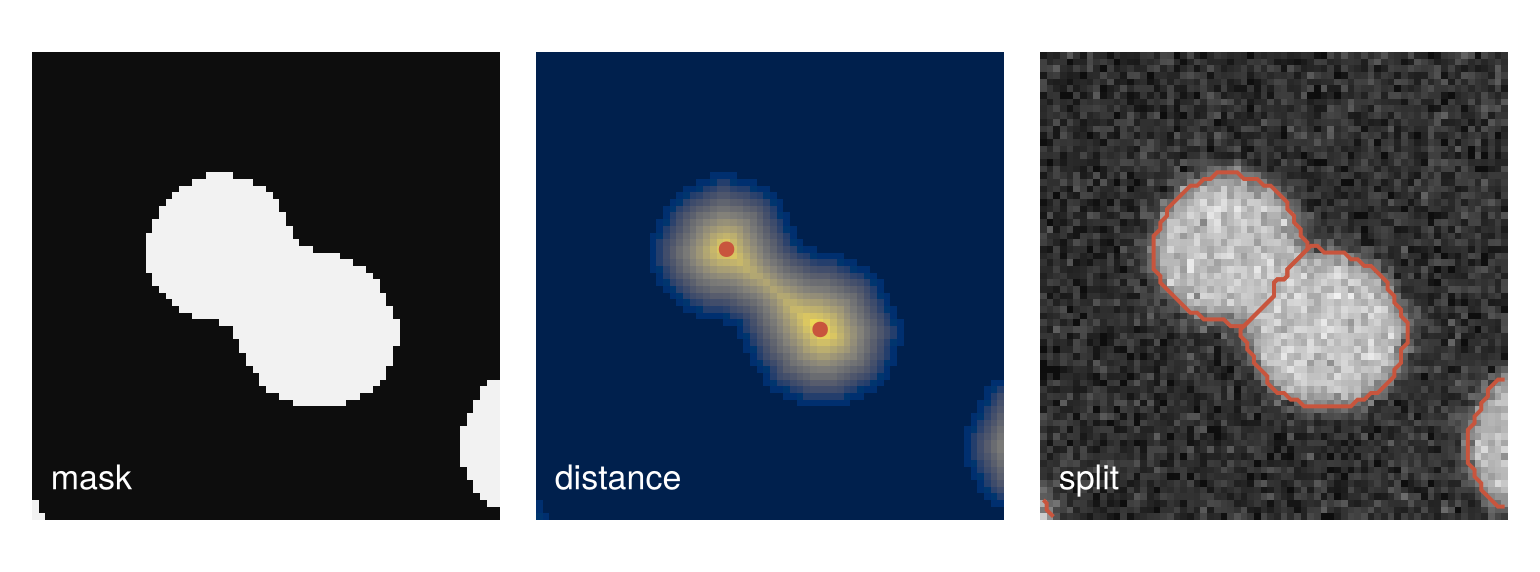 One touching pair, 45 µm on a side, three ways. Mask: one white region. Distance: distance to the background in cividis, two bright hilltops marked by red dots. Split: the cells with red outlines, cut along the narrow neck between them.