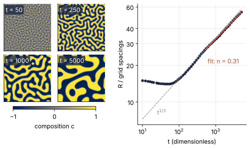 Left: the blend at t = 50, 250, 1000 and 5000, a fine labyrinth coarsening into wide domains. Right: domain size R against time on log axes; the fitted slope n = 0.31 runs just below the dashed t^1/3 line.