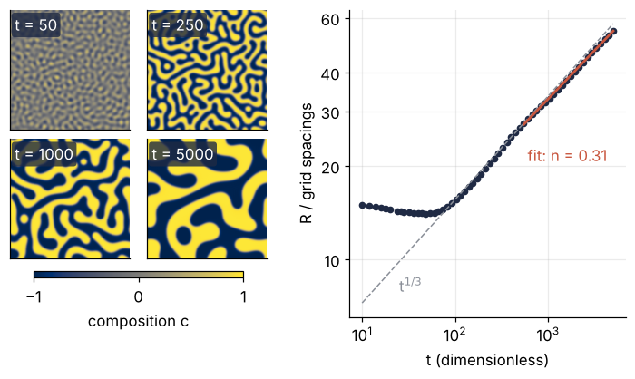 Left: the blend at t = 50, 250, 1000 and 5000, a fine labyrinth coarsening into wide domains. Right: domain size R against time on log axes; the fitted slope n = 0.31 runs just below the dashed t^1/3 line.