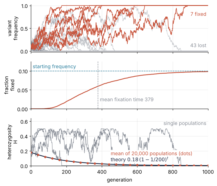 Three panels against generation, 0 to 1,000. Top: 50 simulated allele-frequency trajectories, 7 fixed in red and 43 lost in gray. Middle: the fraction of 20,000 populations fixed, rising to 0.098 by generation 1,000, just under the starting frequency 0.1. Bottom: the mean heterozygosity on the curve 0.18(1 − 1/200)^t, while three single populations jump and fall to 0.