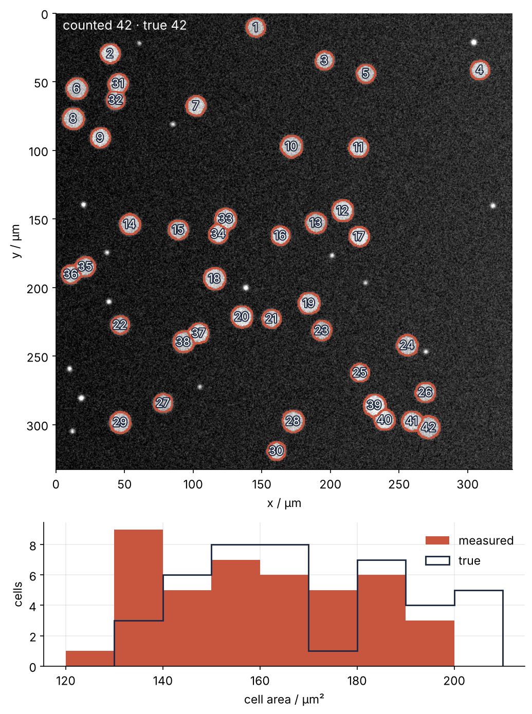 Synthetic fluorescence image of 42 cells, each outlined in red and numbered; touching pairs are split into two outlines. Below: histogram of measured cell areas in square micrometers, with the true areas as an outline.